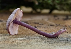 Pseudobaeospora