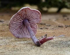 Pseudobaeospora
