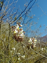 Coursetia glandulosa