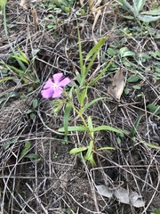 Phlox cuspidata