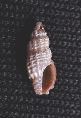 Pseudodaphnella