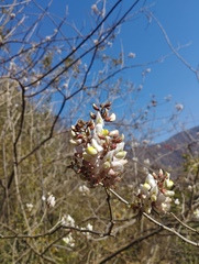 Coursetia glandulosa