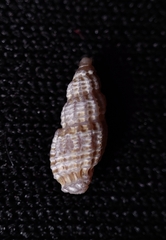 Pseudodaphnella