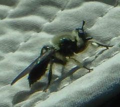 Laphria affinis