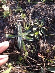 Plantago wrightiana