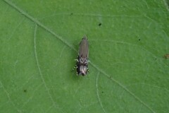 Anacampsis levipedella