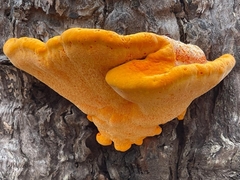 Piptoporus australiensis