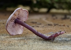 Pseudobaeospora