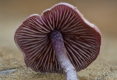 Pseudobaeospora