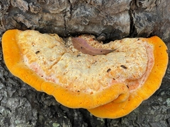 Piptoporus australiensis