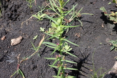 Ammannia auriculata