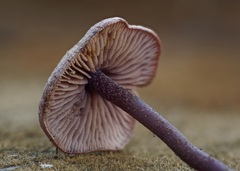 Pseudobaeospora