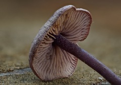 Pseudobaeospora