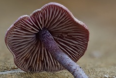 Pseudobaeospora