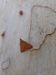 Endotricha pyrosalis