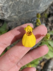 Calceolaria biflora