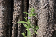 Stemodia verticillata