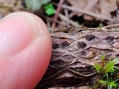 Nectriaceae