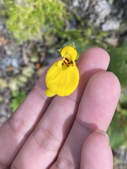Calceolaria biflora