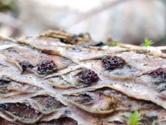 Nectriaceae