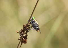 Scaptia auriflua