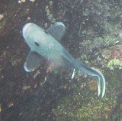 Microspathodon dorsalis