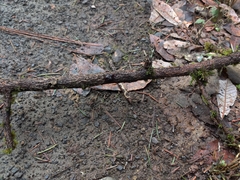 Nectriaceae