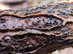 Nectriaceae