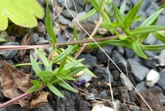 Stellaria graminea