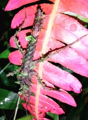 Acanthoclonia ornatum