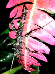 Acanthoclonia ornatum