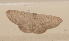 Poecilasthena anthodes
