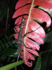 Acanthoclonia ornatum