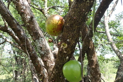 Crescentia alata