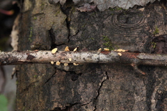 Hymenoscyphus calyculus