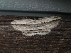 Euphronarcha luxaria