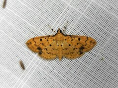 Herpetogramma cynaralis