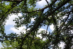 Crescentia alata