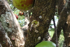Crescentia alata