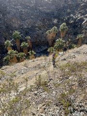 Washingtonia filifera