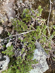 Selaginella hansenii