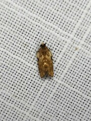 Acroceuthes metaxanthana