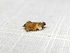 Acroceuthes metaxanthana