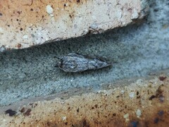 Agriophara confertella