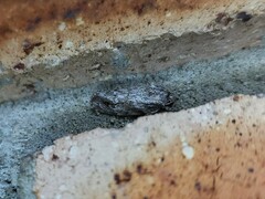 Agriophara confertella