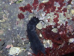 Holothuria leucospilota