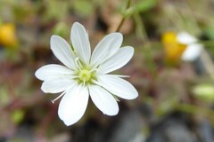 Stellaria graminea