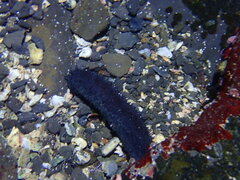 Holothuria leucospilota