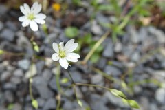 Stellaria graminea