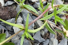 Stellaria graminea